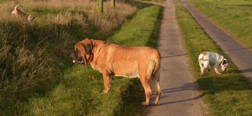 Continental Bulldogs Seeblickbulls Bilderalbum - Waldwanderung