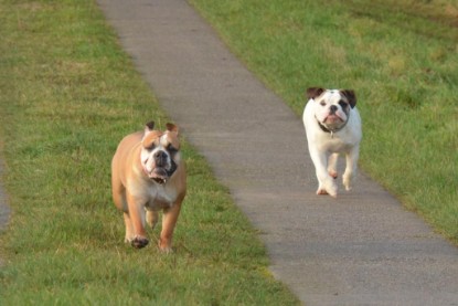 Continental Bulldogs Seeblickbulls Bilderalbum - Waldwanderung