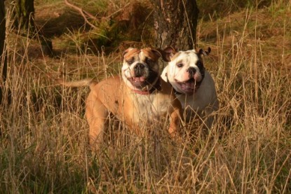 Continental Bulldogs Seeblickbulls Bilderalbum - Waldwanderung