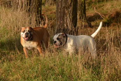 Continental Bulldogs Seeblickbulls Bilderalbum - Waldwanderung