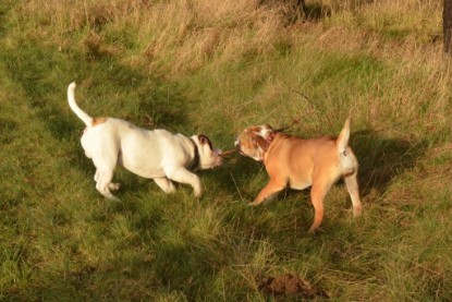 Continental Bulldogs Seeblickbulls Bilderalbum - Waldwanderung