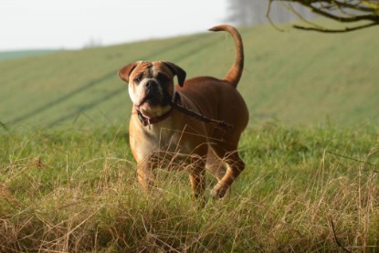 Continental Bulldogs Seeblickbulls Bilderalbum - Waldwanderung