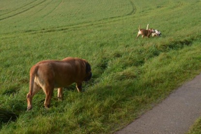 Continental Bulldogs Seeblickbulls Bilderalbum - Waldwanderung