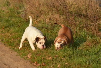 Continental Bulldogs Seeblickbulls Bilderalbum - Waldwanderung