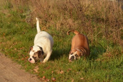 Continental Bulldogs Seeblickbulls Bilderalbum - Waldwanderung