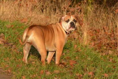 Continental Bulldogs Seeblickbulls Bilderalbum - Waldwanderung