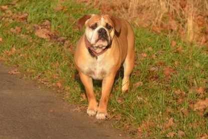 Continental Bulldogs Seeblickbulls Bilderalbum - Waldwanderung