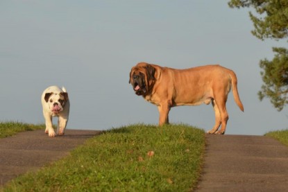 Continental Bulldogs Seeblickbulls Bilderalbum - Waldwanderung