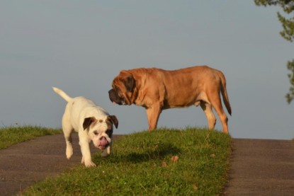 Continental Bulldogs Seeblickbulls Bilderalbum - Waldwanderung