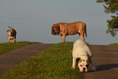 Continental Bulldogs Seeblickbulls Bilderalbum - Waldwanderung