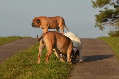 Continental Bulldogs Seeblickbulls Bilderalbum - Waldwanderung