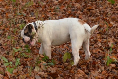 Continental Bulldogs Seeblickbulls Bilderalbum - Waldwanderung