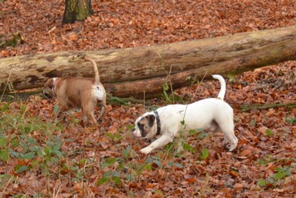 Continental Bulldogs Seeblickbulls Bilderalbum - Waldwanderung