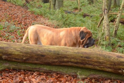 Continental Bulldogs Seeblickbulls Bilderalbum - Waldwanderung