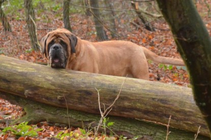 Continental Bulldogs Seeblickbulls Bilderalbum - Waldwanderung