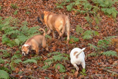 Continental Bulldogs Seeblickbulls Bilderalbum - Waldwanderung