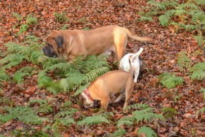 Continental Bulldogs Seeblickbulls Bilderalbum - Waldwanderung