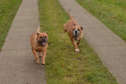 Continental Bulldogs Seeblickbulls Bilderalbum - Waldwanderung