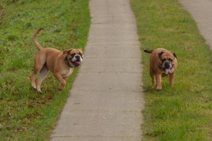 Continental Bulldogs Seeblickbulls Bilderalbum - Waldwanderung