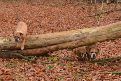 Continental Bulldogs Seeblickbulls Bilderalbum - Waldwanderung