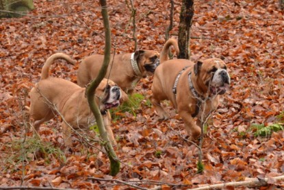 Continental Bulldogs Seeblickbulls Bilderalbum - Waldwanderung