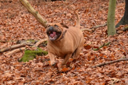 Continental Bulldogs Seeblickbulls Bilderalbum - Waldwanderung