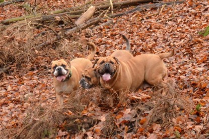 Continental Bulldogs Seeblickbulls Bilderalbum - Waldwanderung