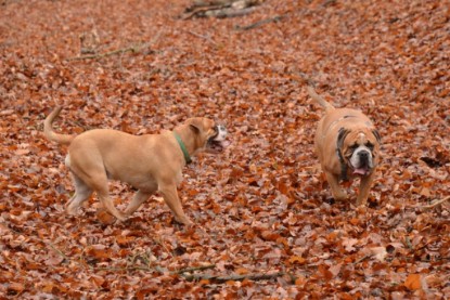 Continental Bulldogs Seeblickbulls Bilderalbum - Waldwanderung