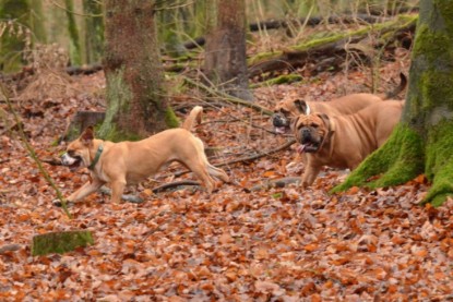 Continental Bulldogs Seeblickbulls Bilderalbum - Waldwanderung