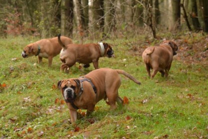 Continental Bulldogs Seeblickbulls Bilderalbum - Waldwanderung