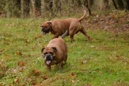 Continental Bulldogs Seeblickbulls Bilderalbum - Waldwanderung