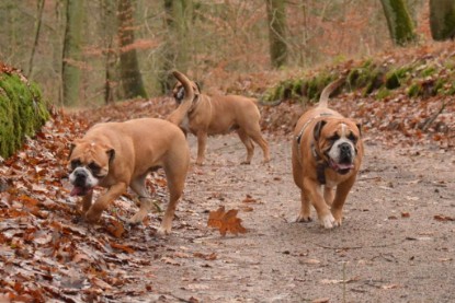 Continental Bulldogs Seeblickbulls Bilderalbum - Waldwanderung