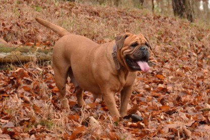 Continental Bulldogs Seeblickbulls Bilderalbum - Waldwanderung