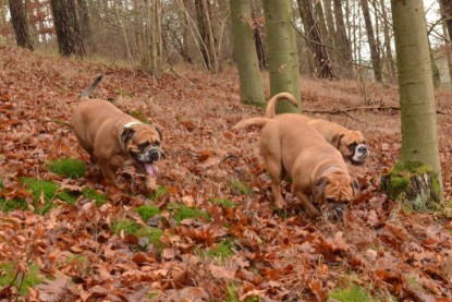 Continental Bulldogs Seeblickbulls Bilderalbum - Waldwanderung