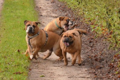 Continental Bulldogs Seeblickbulls Bilderalbum - Waldwanderung