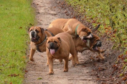 Continental Bulldogs Seeblickbulls Bilderalbum - Waldwanderung