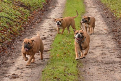 Continental Bulldogs Seeblickbulls Bilderalbum - Waldwanderung