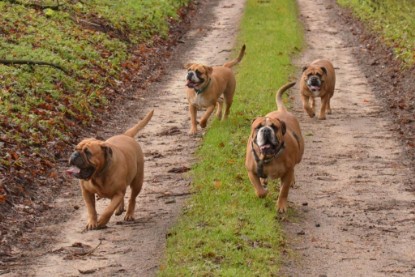 Continental Bulldogs Seeblickbulls Bilderalbum - Waldwanderung