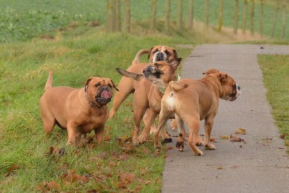 Continental Bulldogs Seeblickbulls Bilderalbum - Waldwanderung