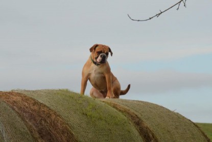 Continental Bulldogs Seeblickbulls Bilderalbum - Waldwanderung