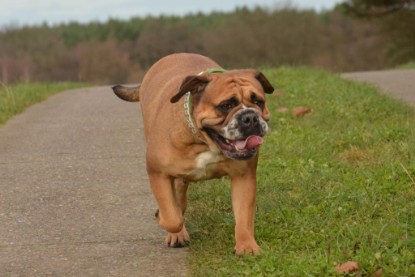 Continental Bulldogs Seeblickbulls Bilderalbum - Waldwanderung