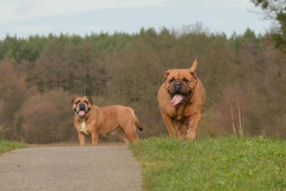 Continental Bulldogs Seeblickbulls Bilderalbum - Waldwanderung