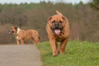 Continental Bulldogs Seeblickbulls Bilderalbum - Waldwanderung