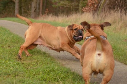 Continental Bulldogs Seeblickbulls Bilderalbum - Waldwanderung