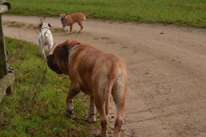 Continental Bulldogs Seeblickbulls Bilderalbum - Waldwanderung