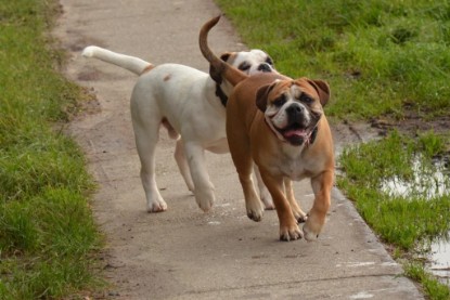 Continental Bulldogs Seeblickbulls Bilderalbum - Waldwanderung