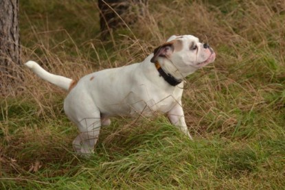 Continental Bulldogs Seeblickbulls Bilderalbum - Waldwanderung