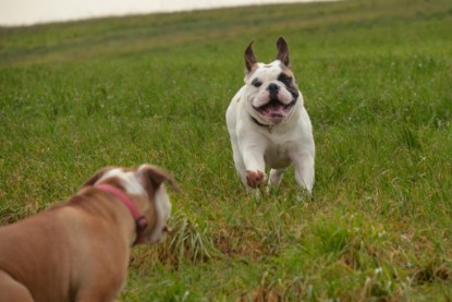 Continental Bulldogs Seeblickbulls Bilderalbum - Waldwanderung