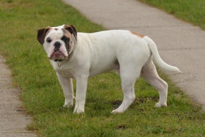 Continental Bulldogs Seeblickbulls Bilderalbum - Waldwanderung