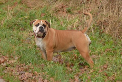 Continental Bulldogs Seeblickbulls Bilderalbum - Waldwanderung